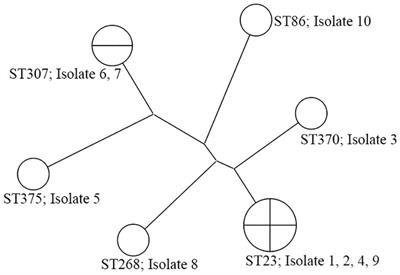 Analysis of virulence profiles in clinical isolates of Klebsiella pneumoniae from renal abscesses: clinical significance of hypervirulent isolates